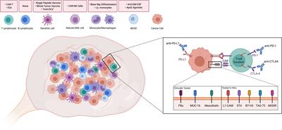 Driving Immune Responses in the Ovarian Tumor Microenvironment